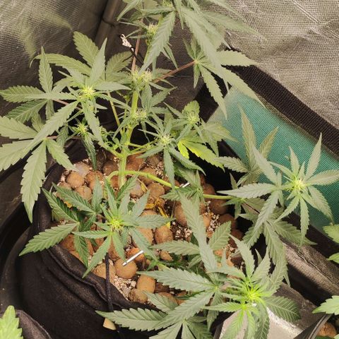 AK growlog timeline photo