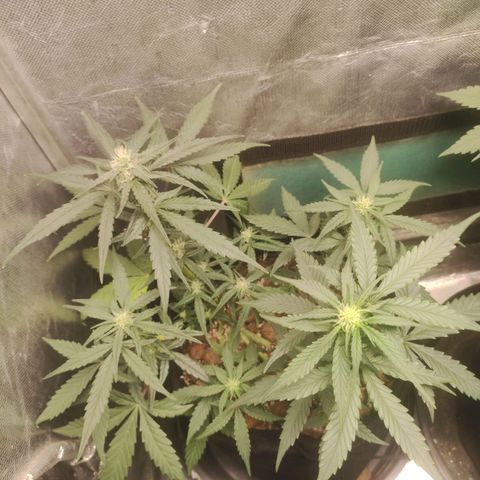AK growlog timeline photo