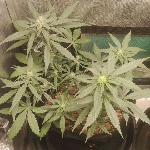 AK growlog timeline photo