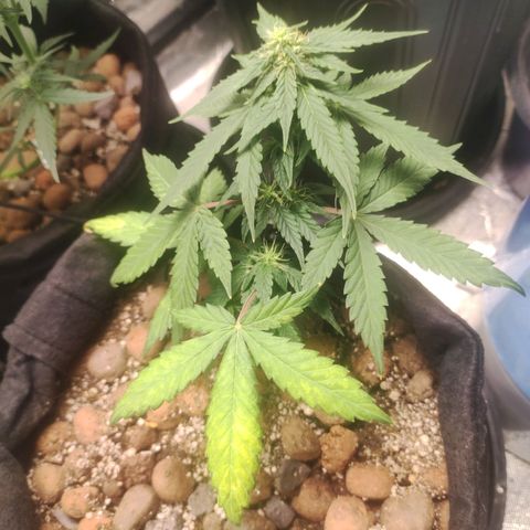 AK growlog timeline photo