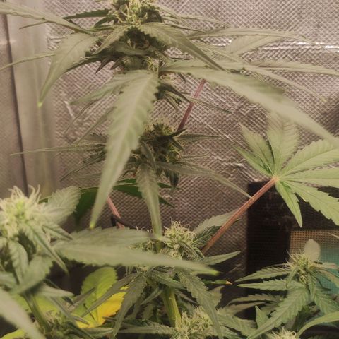 AK growlog timeline photo