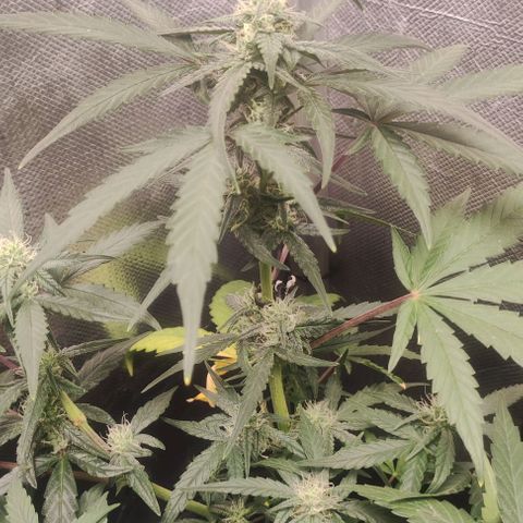 AK growlog timeline photo