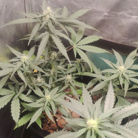 AK growlog timeline photo
