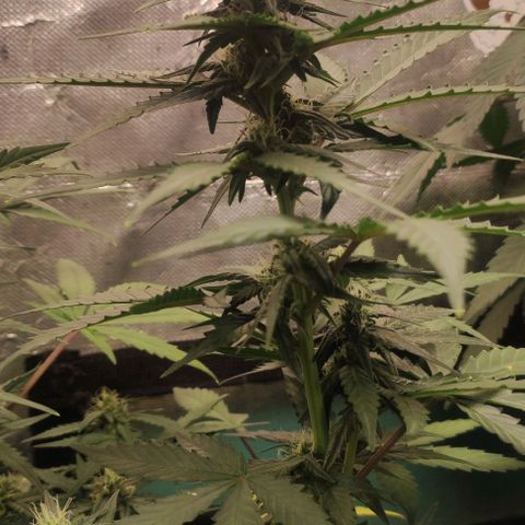AK growlog timeline photo