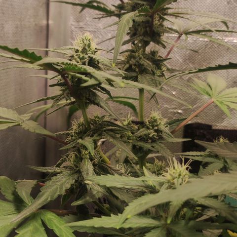 AK growlog timeline photo