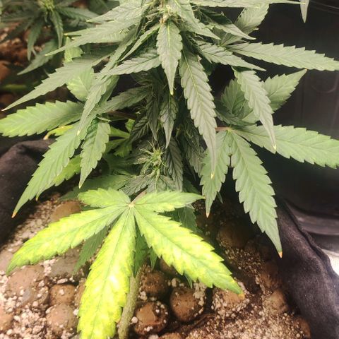 AK growlog timeline photo