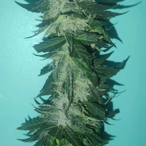 AK growlog timeline photo