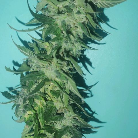 AK growlog timeline photo