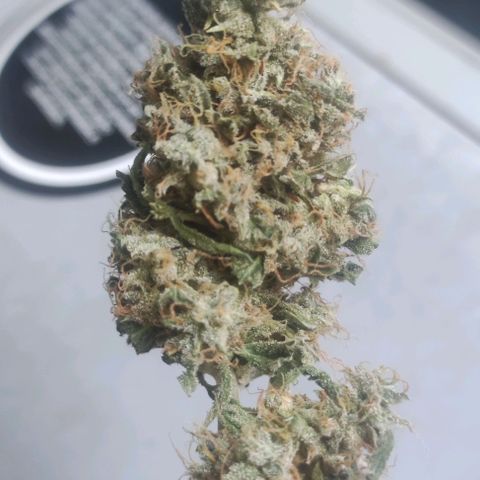 AK growlog timeline photo
