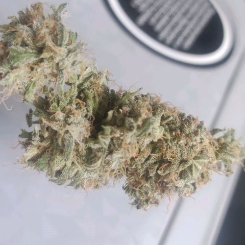 AK growlog timeline photo