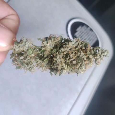 AK growlog timeline photo