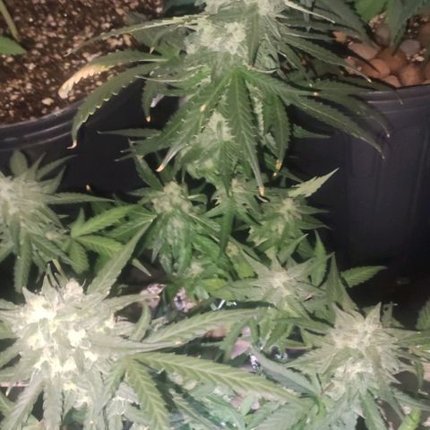 AK growlog timeline photo