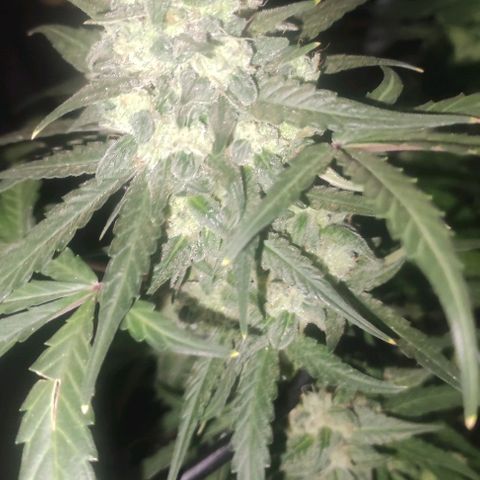AK growlog timeline photo