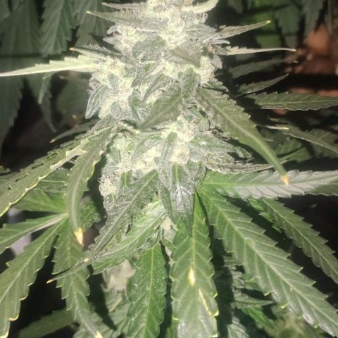 AK growlog timeline photo