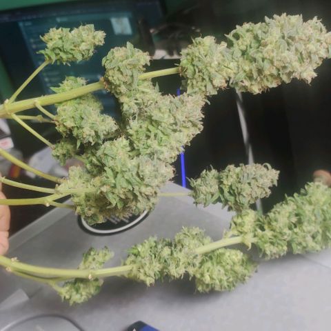 AK growlog timeline photo