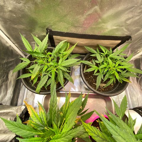 Exp Clones growlog timeline photo