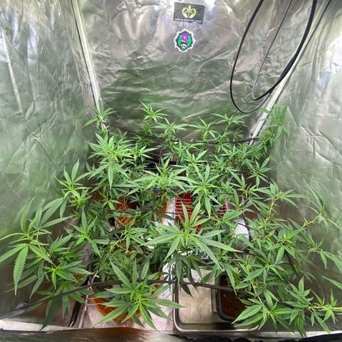 Exp Clones growlog timeline photo