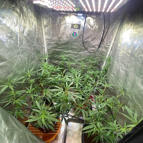 Exp Clones growlog timeline photo