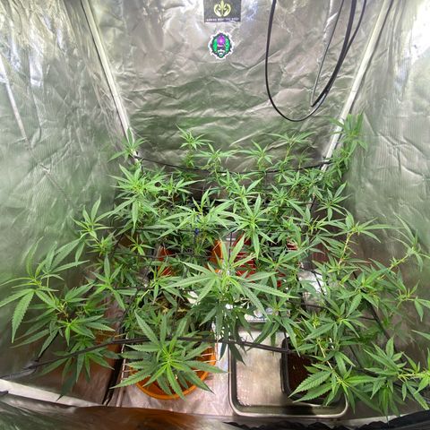 Exp Clones growlog timeline photo