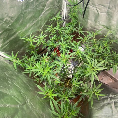 Exp Clones growlog timeline photo