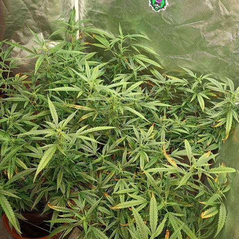 Exp Clones growlog timeline photo