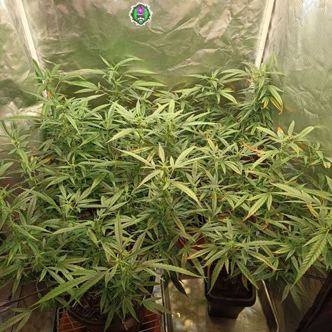 Exp Clones growlog timeline photo