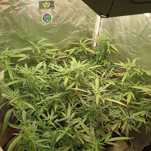 Exp Clones growlog timeline photo