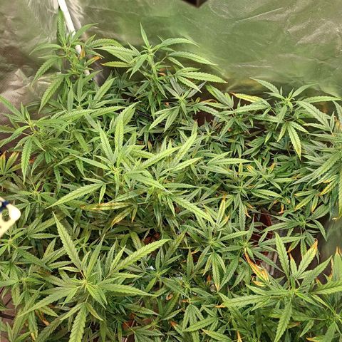 Exp Clones growlog timeline photo