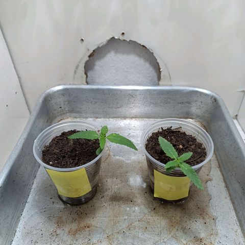 Strawberry Banana Kush 🍓🍌 growlog photo