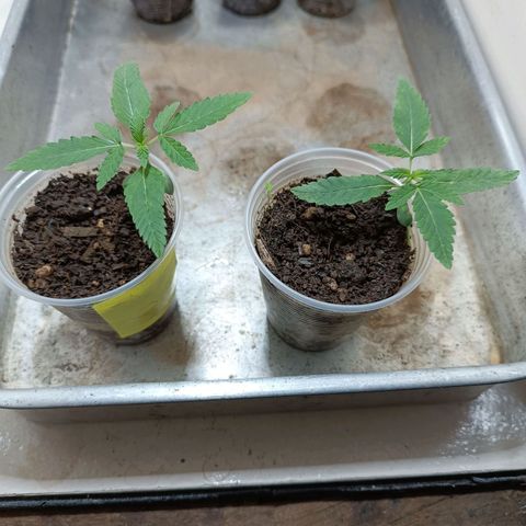 Strawberry Banana Kush 🍓🍌 growlog photo