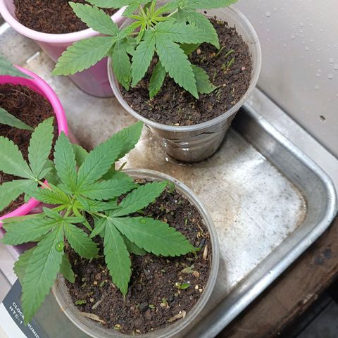 Strawberry Banana Kush 🍓🍌 growlog photo