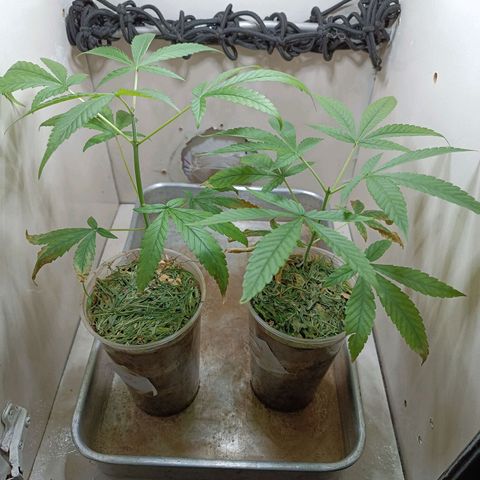 Strawberry Banana Kush 🍓🍌 growlog timeline photo