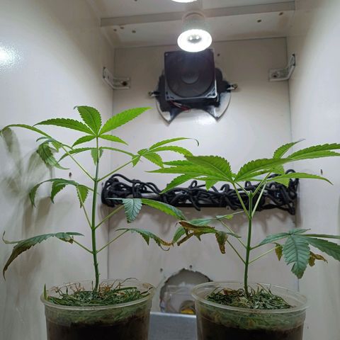 Strawberry Banana Kush 🍓🍌 growlog timeline photo