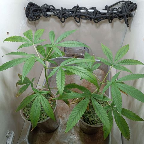 Strawberry Banana Kush 🍓🍌 growlog timeline photo