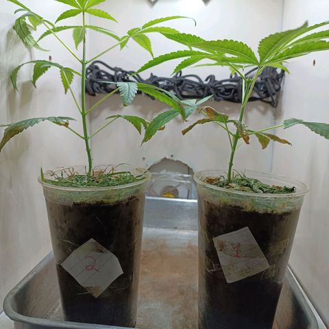 Strawberry Banana Kush 🍓🍌 growlog timeline photo