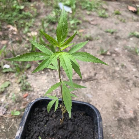 Bubba Kush growlog timeline photo