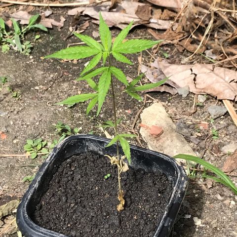 Bubba Kush growlog timeline photo
