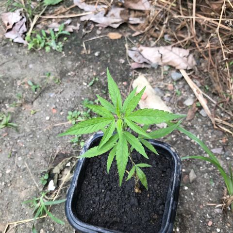 Bubba Kush growlog timeline photo