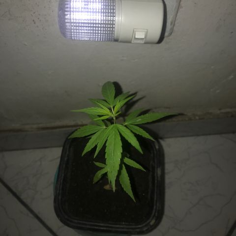 Bubba Kush growlog timeline photo