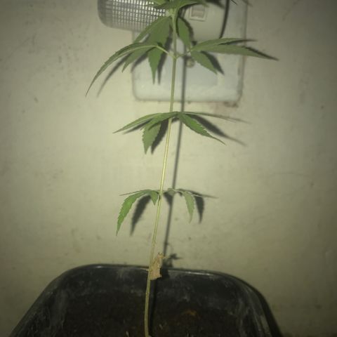 Bubba Kush growlog timeline photo
