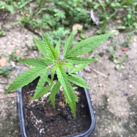 Bubba Kush growlog timeline photo