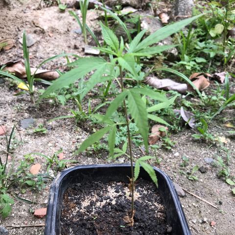 Bubba Kush growlog timeline photo