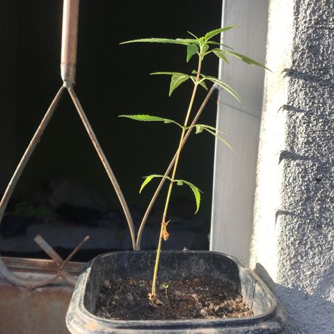 Bubba Kush growlog timeline photo