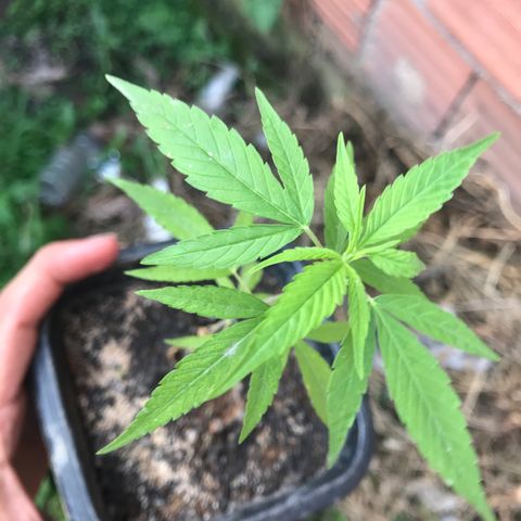 Bubba Kush growlog timeline photo