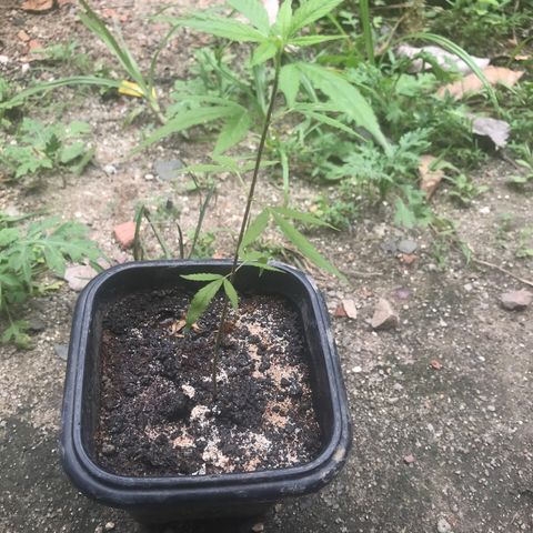 Bubba Kush growlog timeline photo