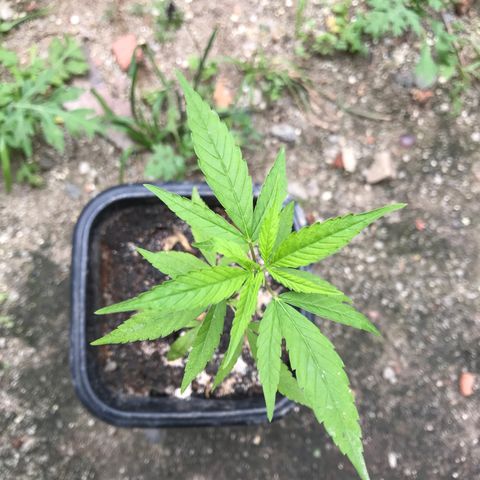 Bubba Kush growlog timeline photo