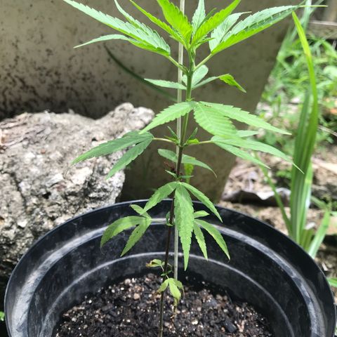 Bubba Kush growlog timeline photo