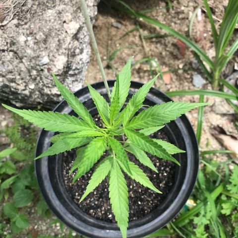 Bubba Kush growlog timeline photo