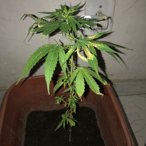 Bubba Kush growlog timeline photo