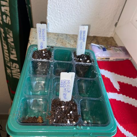 Dschubba Cookies #1 growlog photo: Einsetzen des Keimlings 
